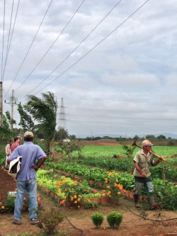 Cuban Farmer_urban farm