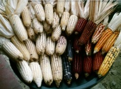 OAXACA_Maize
