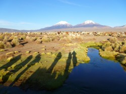 Sajamallamas6FST2014_zps43a6ce7d