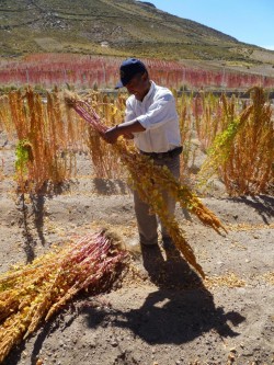 SalinasCIQharvest9_zpsbb280b3f