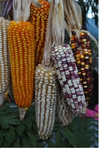 native maize varieties