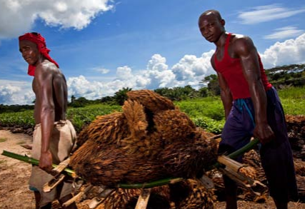 Workers at the oil palm plantation at Lokutu (Photo: Feronia)