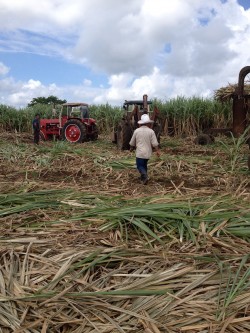 A sugarcane cooperative in Sancti Spíritus, Cuba; what Cuba's conventional agriculture sector looks like. 